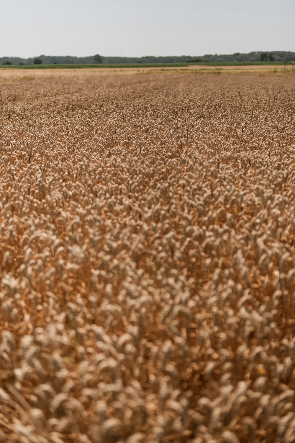 a large field of brown grass with trees in the background