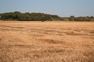 Expansive wheat fields waving gently in the breeze with a tractor working in the distance.