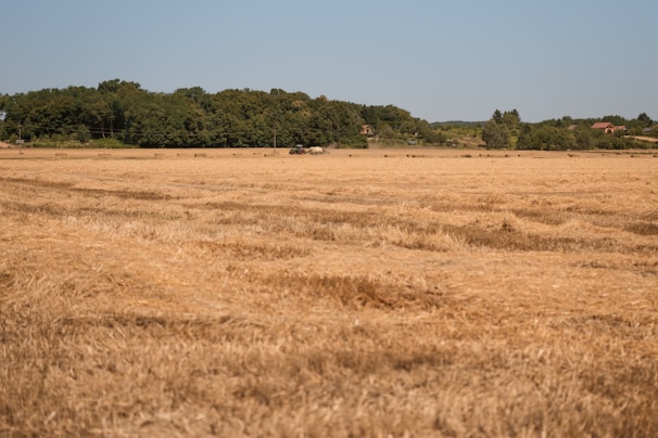 a large field of dry grass with trees in the background
