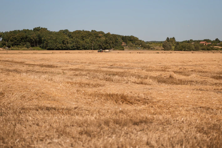 A sturdy tractor working in a golden wheat field under a clear blue sky