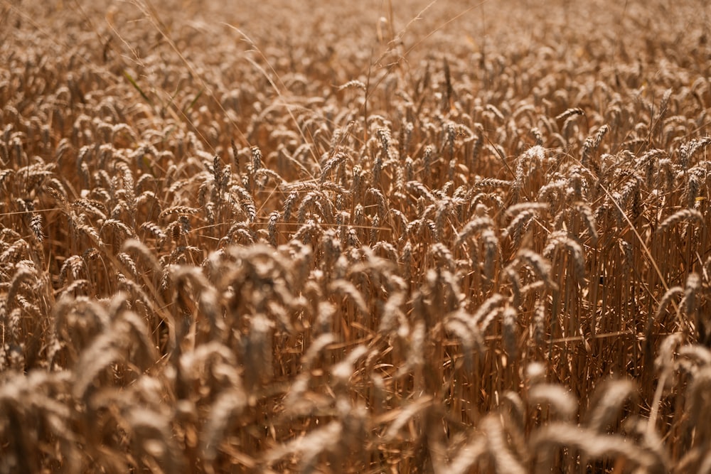 a field of ripe wheat ready to be harvested