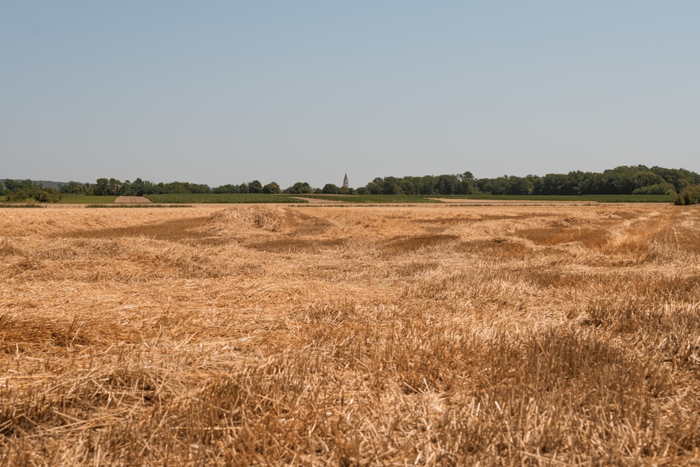 a field of dry grass with trees in the background