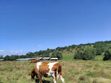 A vibrant farm landscape in Sorong with cows grazing under a clear sky