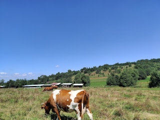 A picturesque rural landscape with a brown and white cow grazing in the foreground. Rolling hills and lush green fields stretch into the distance, dotted with trees and agricultural plots. The sky is a clear, vibrant blue with a few scattered clouds.