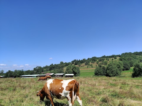 A picturesque rural landscape with a brown and white cow grazing in the foreground. Rolling hills and lush green fields stretch into the distance, dotted with trees and agricultural plots. The sky is a clear, vibrant blue with a few scattered clouds.