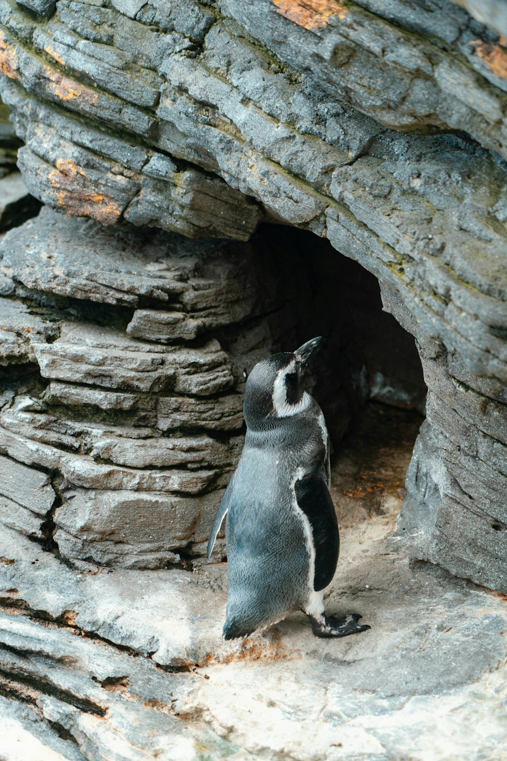 a small penguin standing in front of a cave