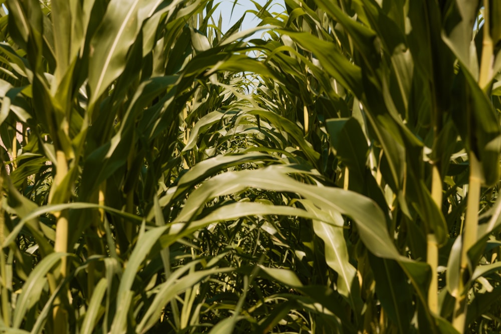 a row of green plants in a field