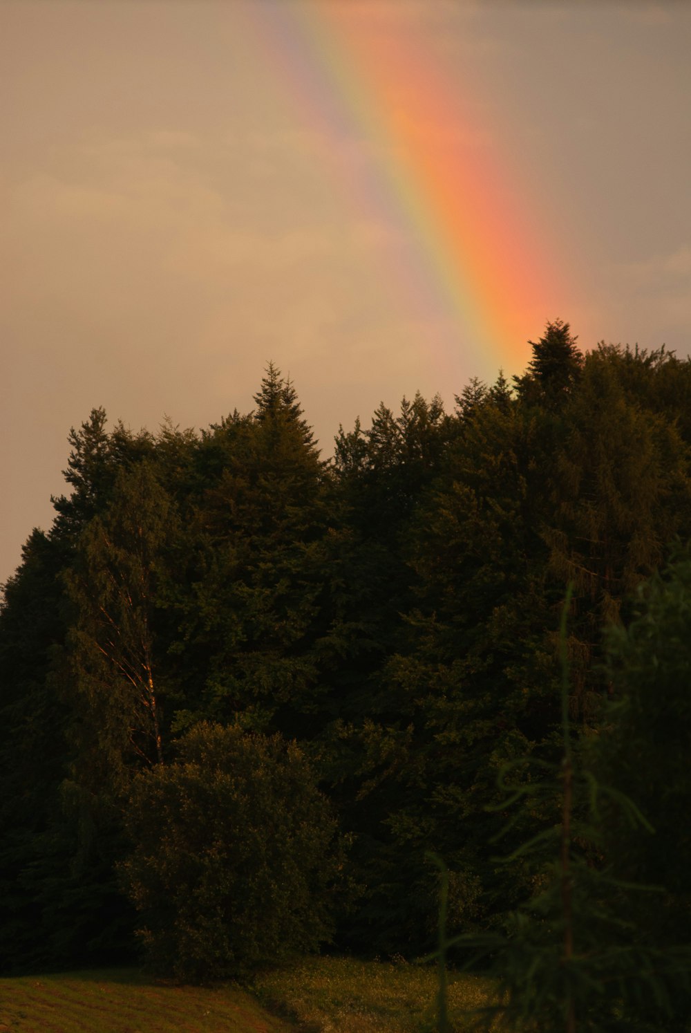 a rainbow in the sky over a forest
