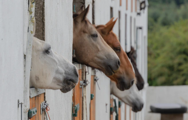 a group of horses standing next to each other