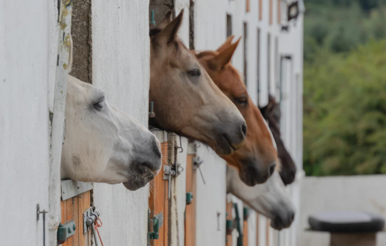 a group of horses standing next to each other