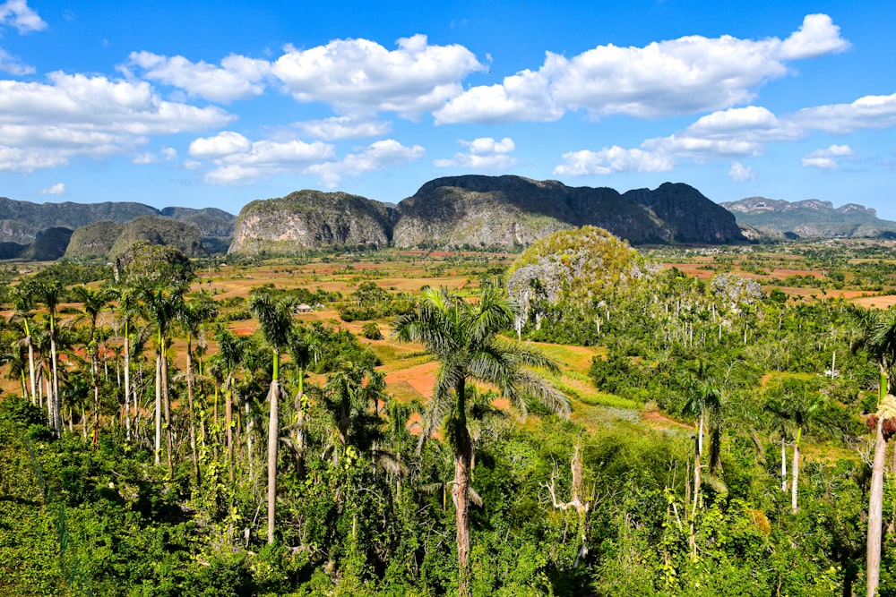 Una lussureggiante foresta verde piena di molti alberi