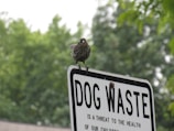 A bird stands perched atop a metal sign with the words 'DOG WASTE' prominently displayed. The sign is white with black text, and the background consists of lush green trees, indicating a natural outdoor setting.