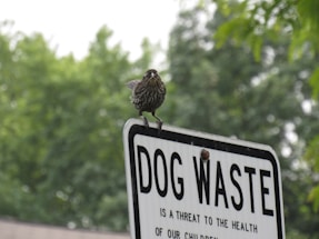 A bird stands perched atop a metal sign with the words 'DOG WASTE' prominently displayed. The sign is white with black text, and the background consists of lush green trees, indicating a natural outdoor setting.