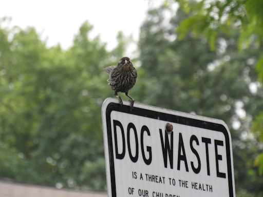 A bird stands perched atop a metal sign with the words 'DOG WASTE' prominently displayed. The sign is white with black text, and the background consists of lush green trees, indicating a natural outdoor setting.