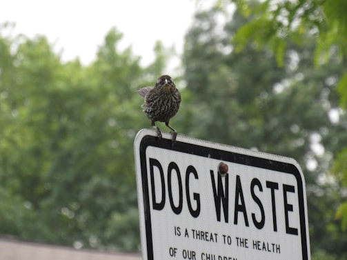 A bird stands perched atop a metal sign with the words 'DOG WASTE' prominently displayed. The sign is white with black text, and the background consists of lush green trees, indicating a natural outdoor setting.