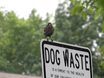 A bird stands perched atop a metal sign with the words 'DOG WASTE' prominently displayed. The sign is white with black text, and the background consists of lush green trees, indicating a natural outdoor setting.