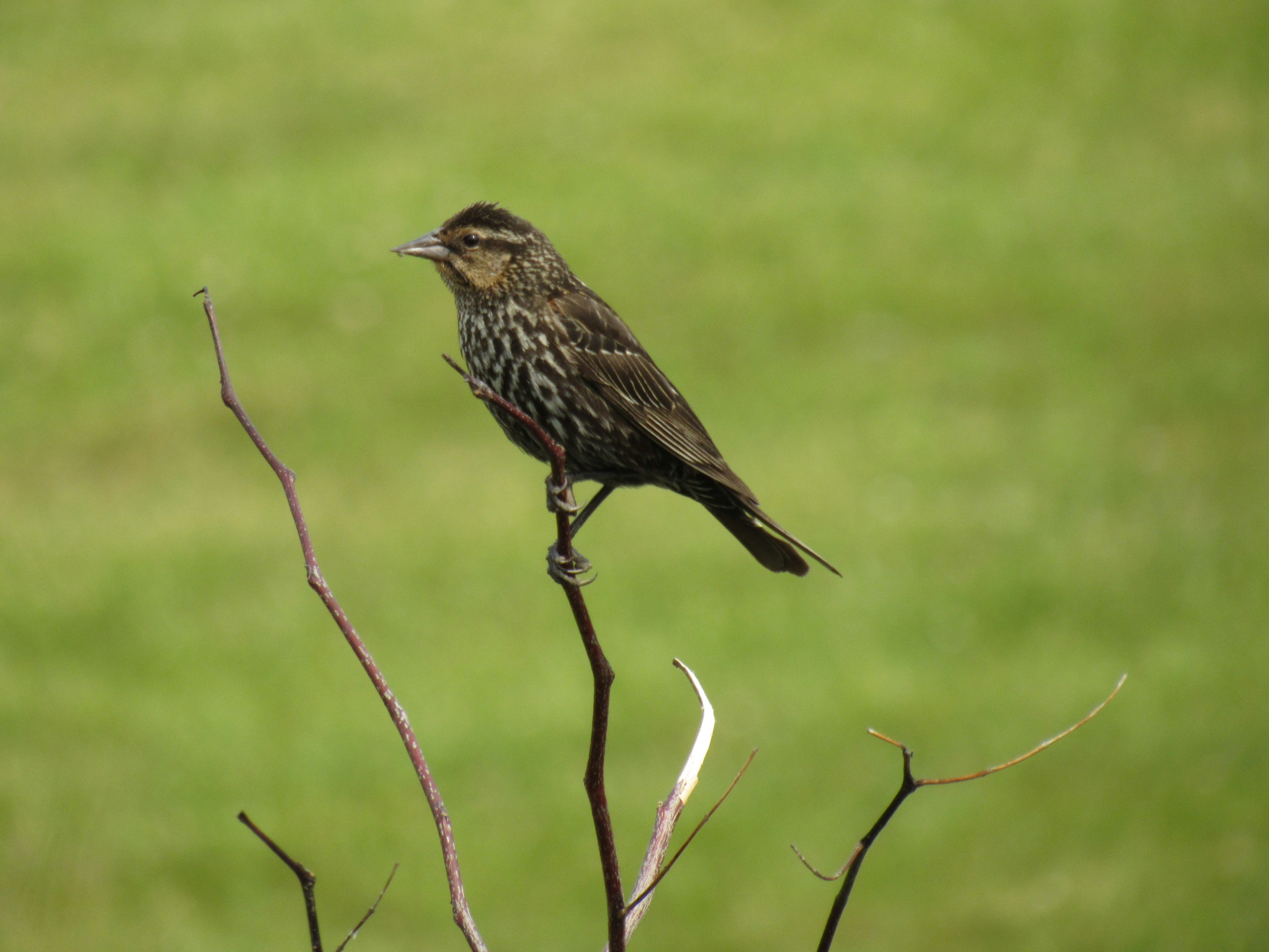 鳥が木の枝にとまっていますの写真 – Unsplashの動物の無料画像