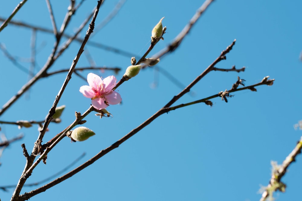 a pink flower on a tree branch against a blue sky