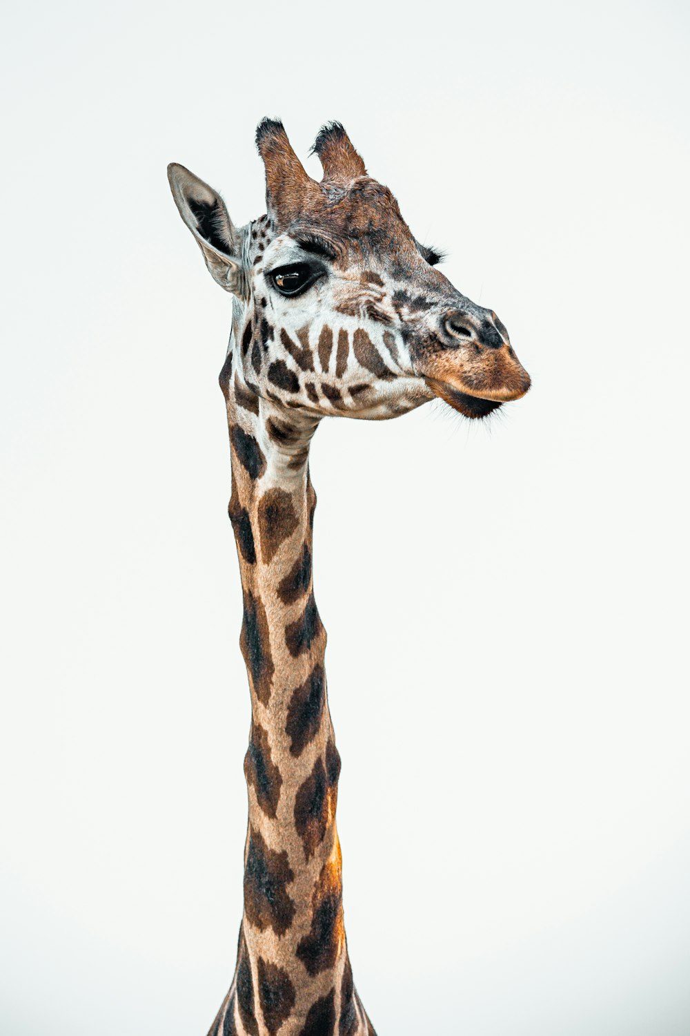 a close up of a giraffe's head and neck