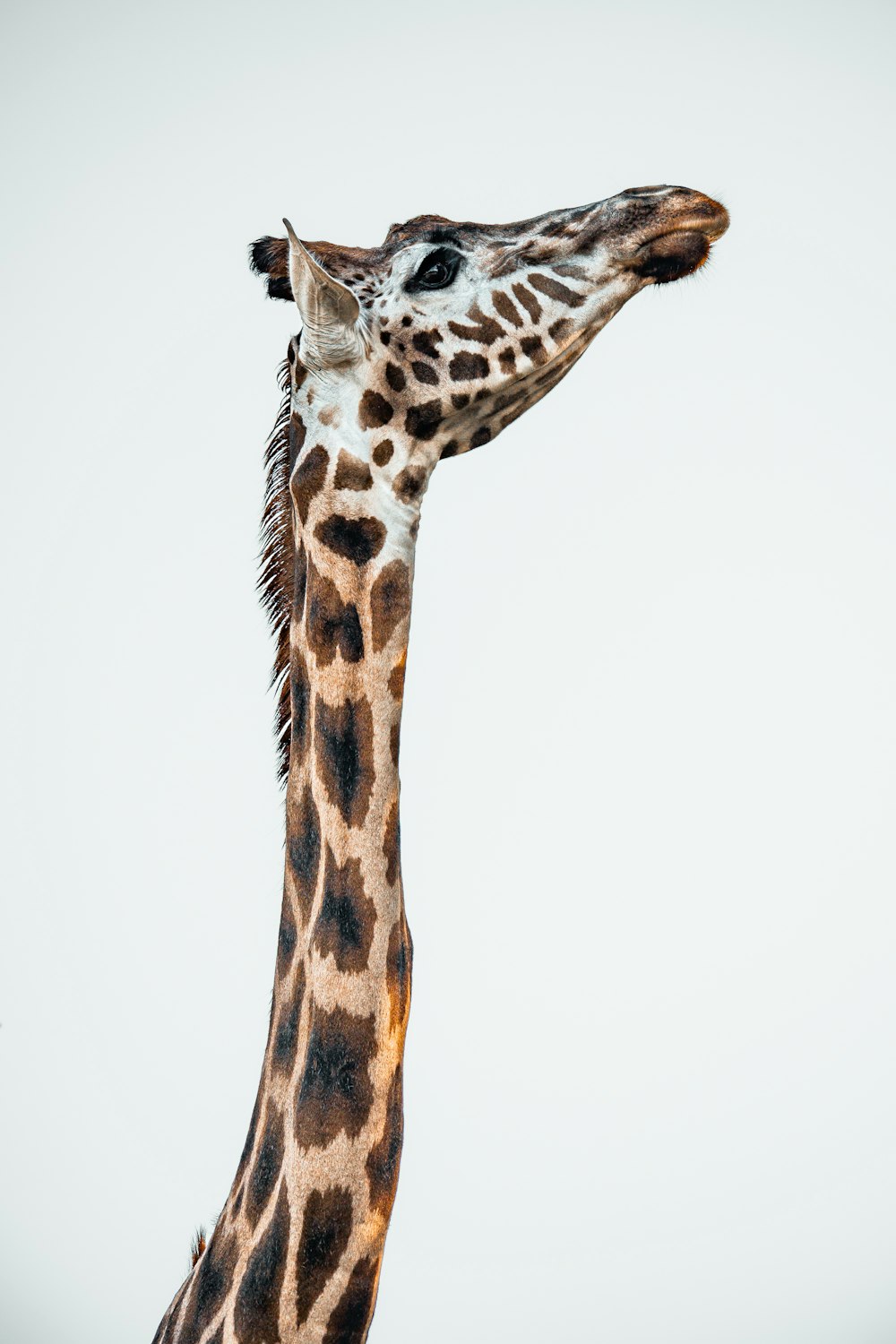 a close up of a giraffe's head and neck