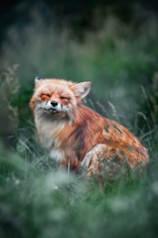 A serene fox with closed eyes sits amid lush green grass, blending beautifully with its surroundings. Its reddish-brown fur contrasts against the soft blur of the foliage.
