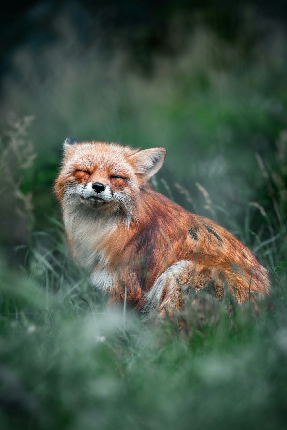 a red fox is sitting in the grass