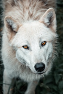 A close-up of a wolf’s intense eyes glowing softly in pink and scarlet hues.