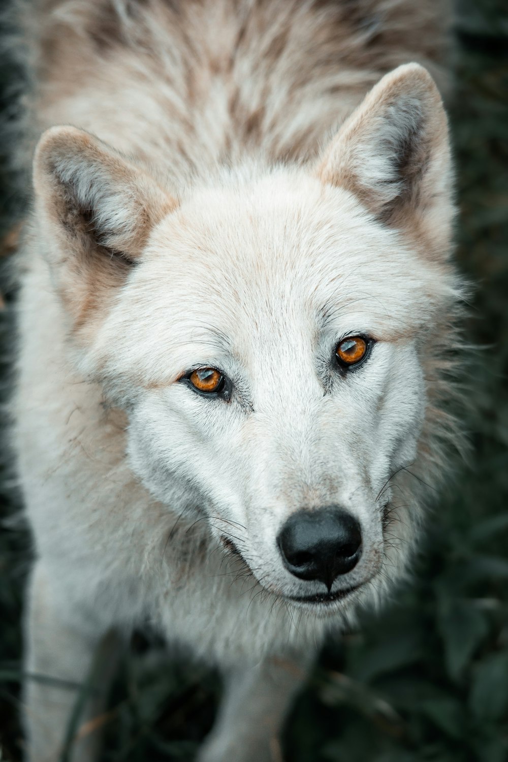 a close up of a white wolf with orange eyes
