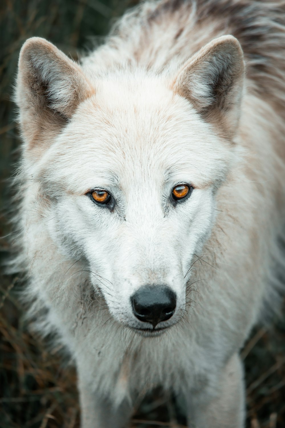 a close up of a white wolf with orange eyes
