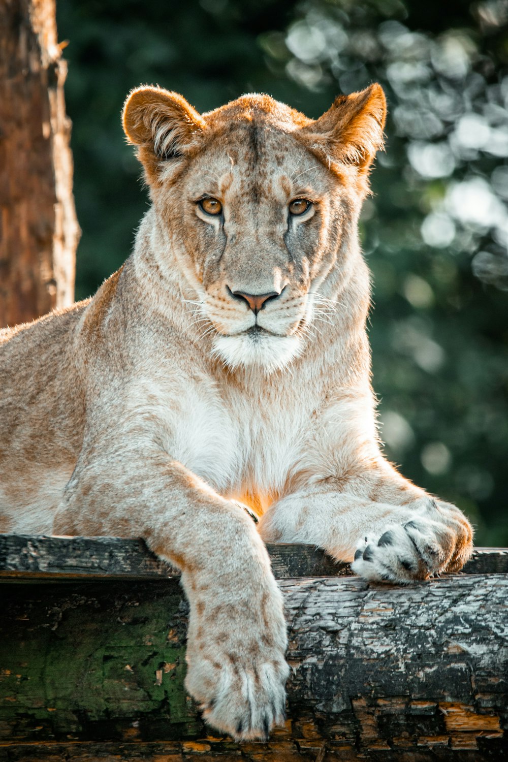 a close up of a lion laying on a log