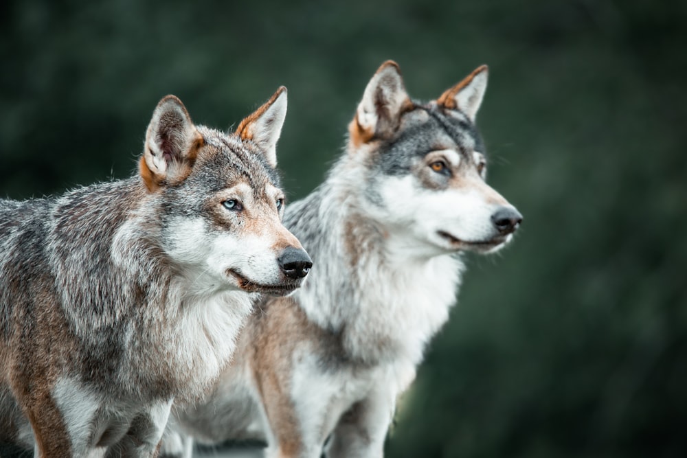two gray and white wolf standing next to each other