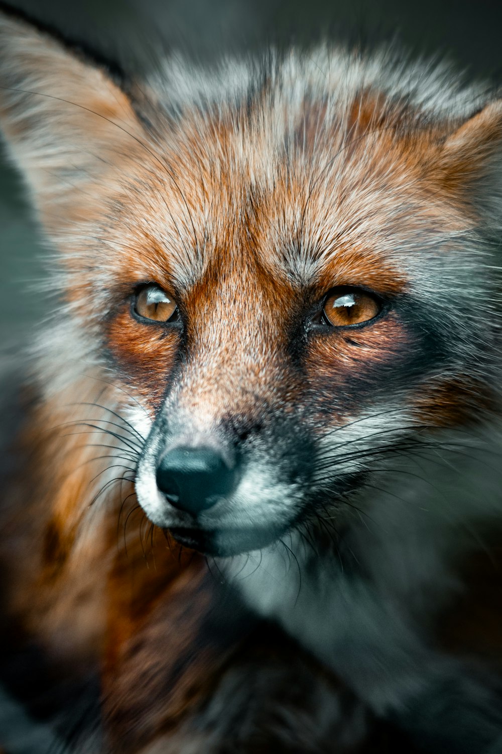 a close up of a red fox's face