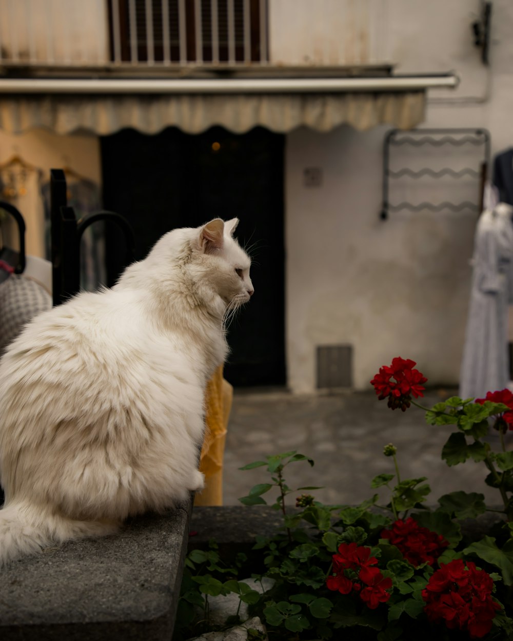 a white cat sitting on a bench in front of a building