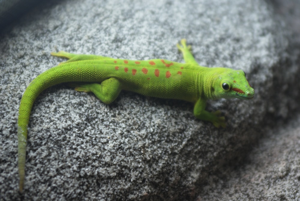 a green lizard is laying on a rock