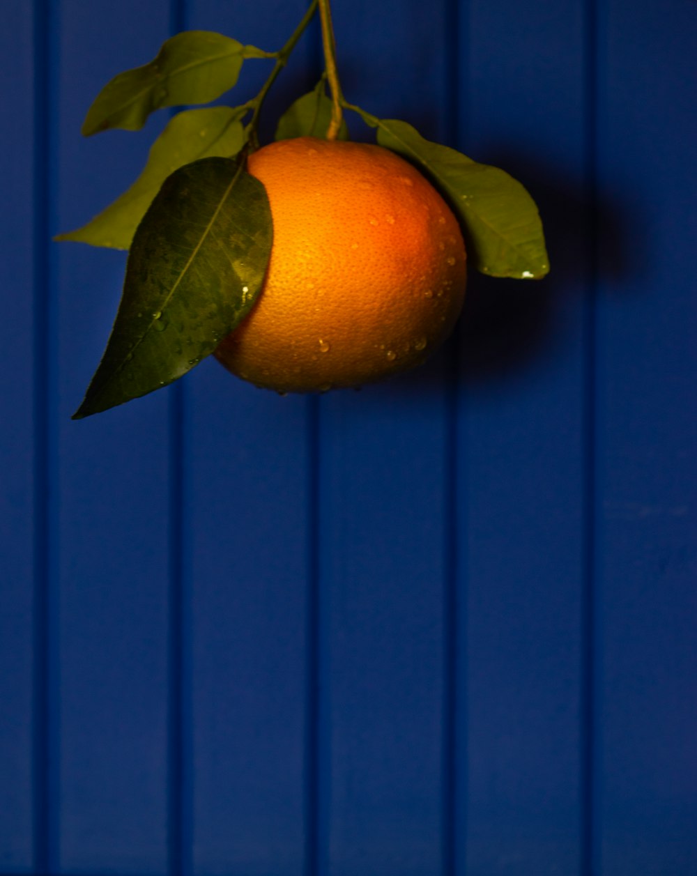 an orange hanging from a branch with leaves