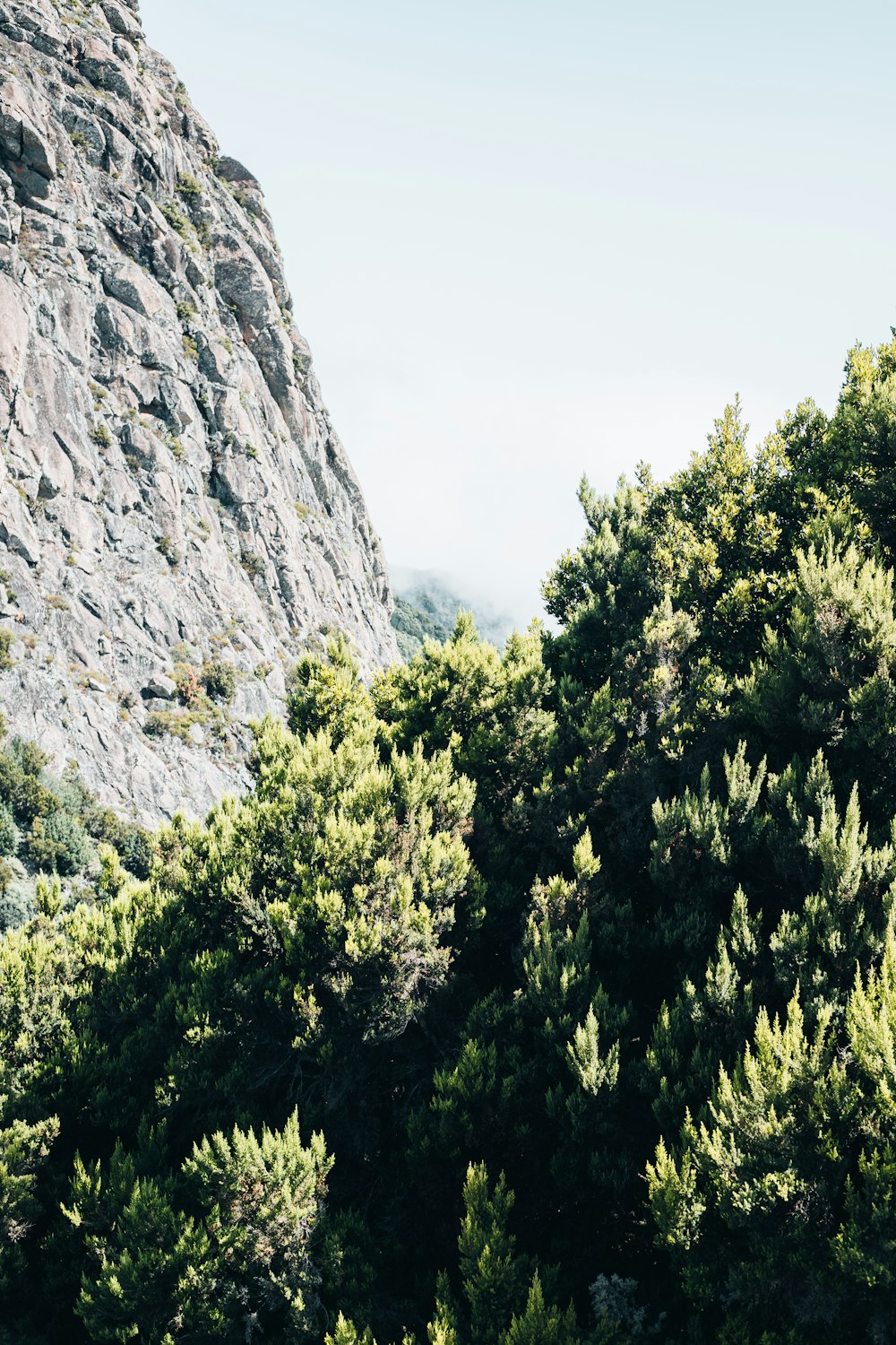 a view of a mountain with trees in the foreground