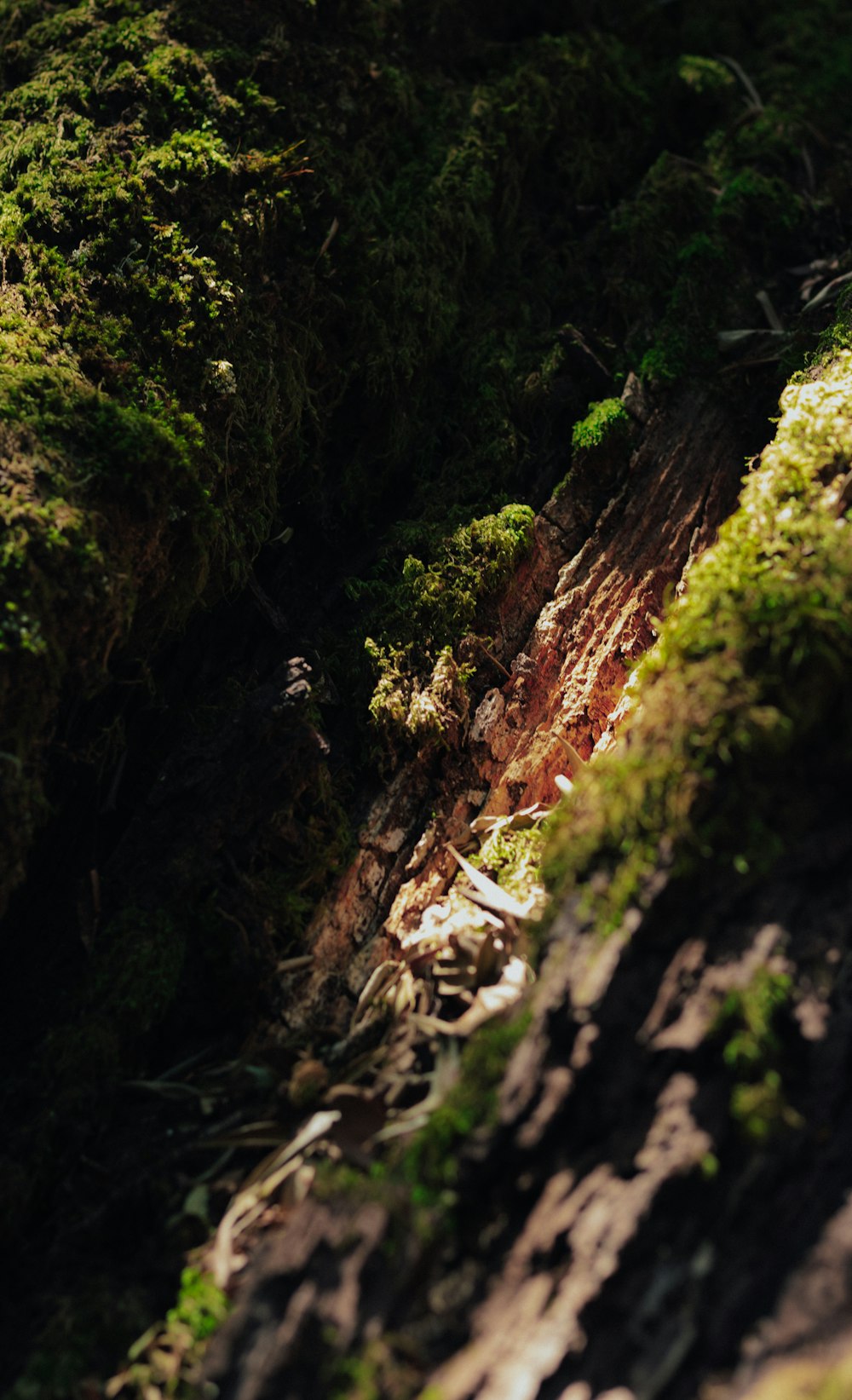 a man riding a bike down a lush green hillside