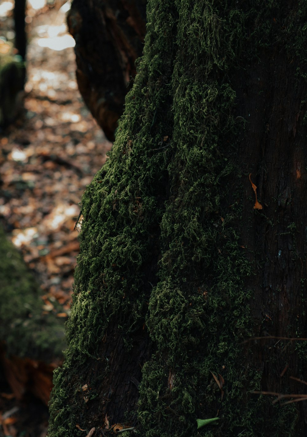 a close up of a tree with moss growing on it