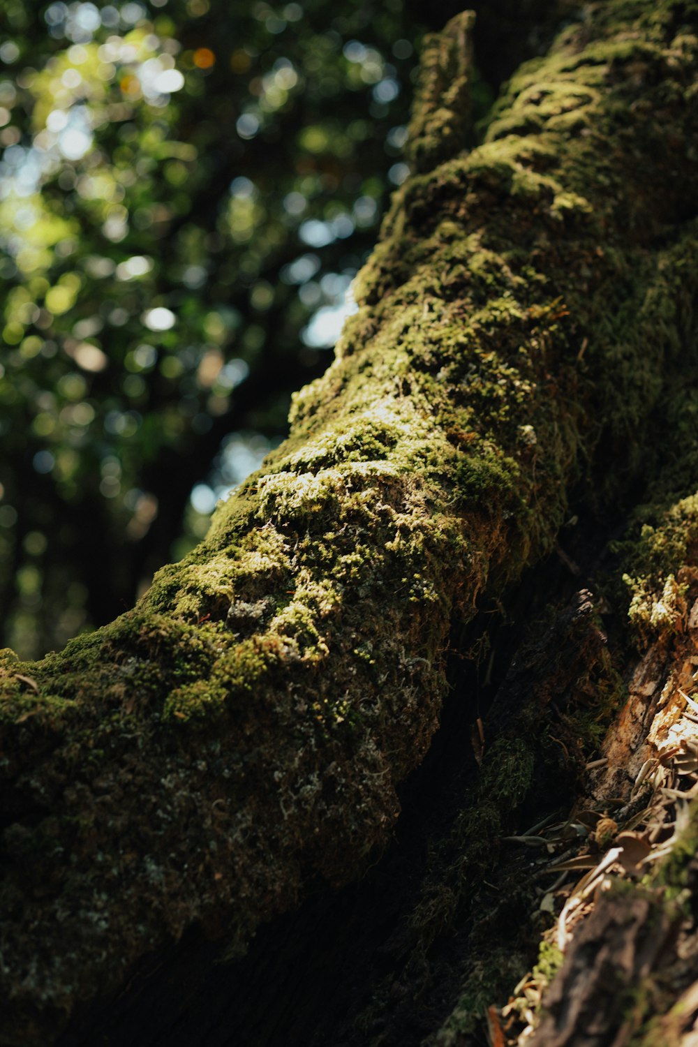 a close up of a tree trunk with moss growing on it