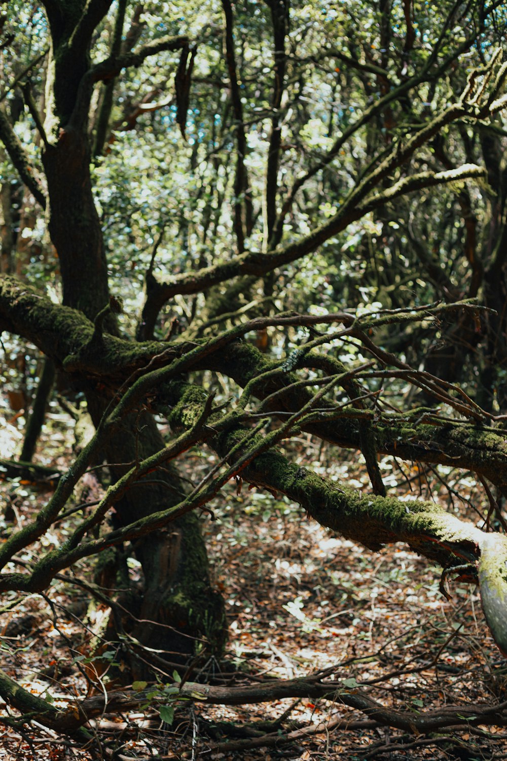 a bird sitting on a tree branch in the woods