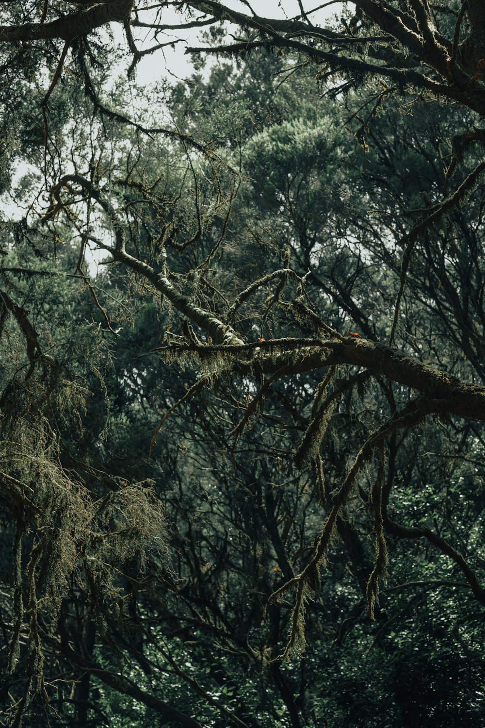 a forest filled with lots of tall trees