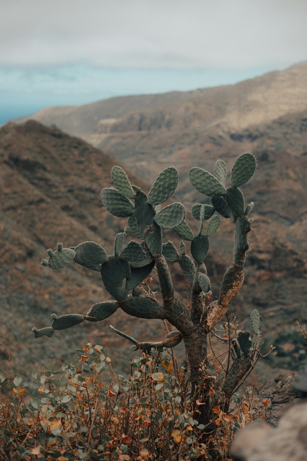 a cactus in the desert with mountains in the background