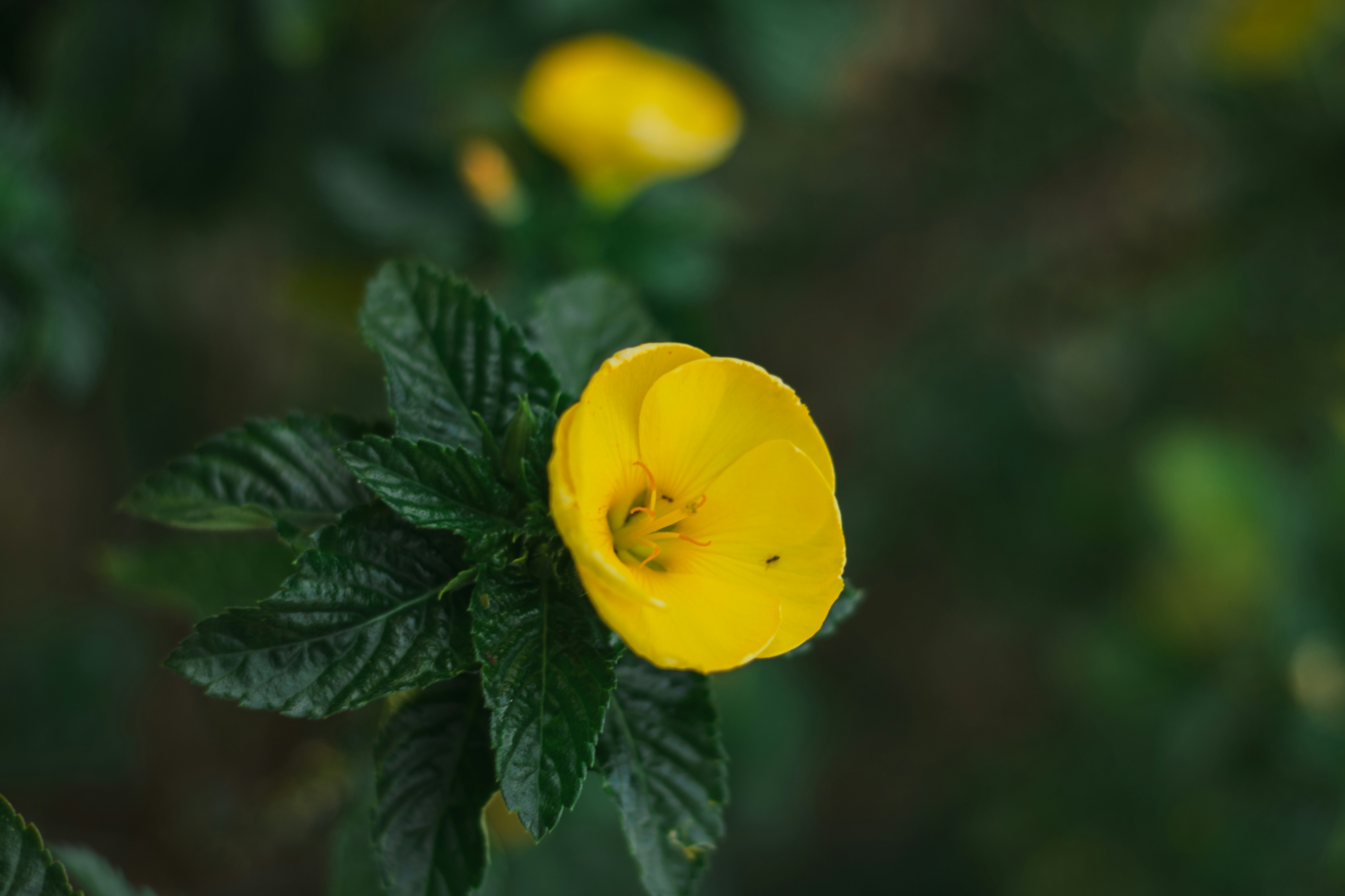 Photo by cami_fotosart