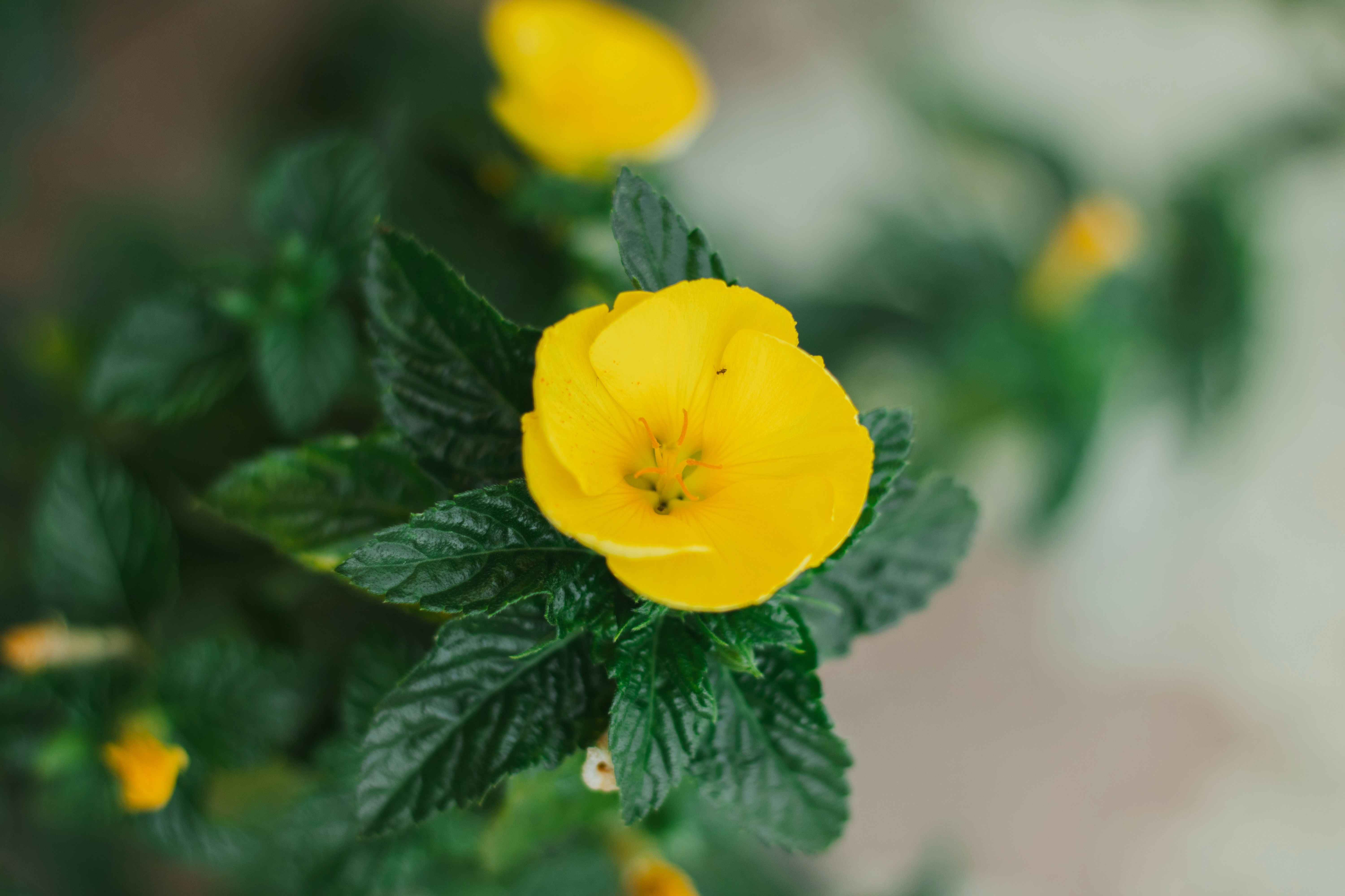 Photo by cami_fotosart