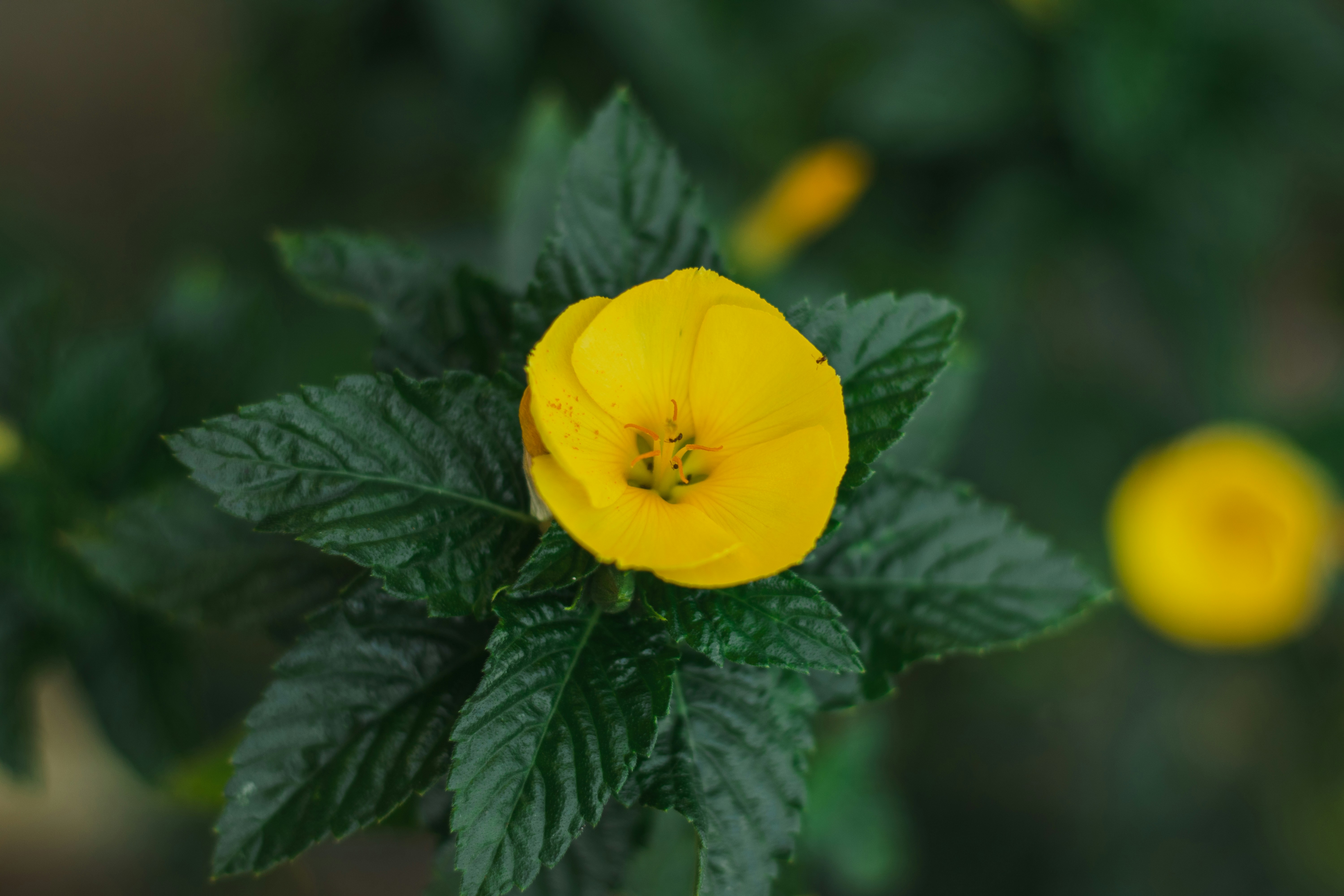 Photo by cami_fotosart