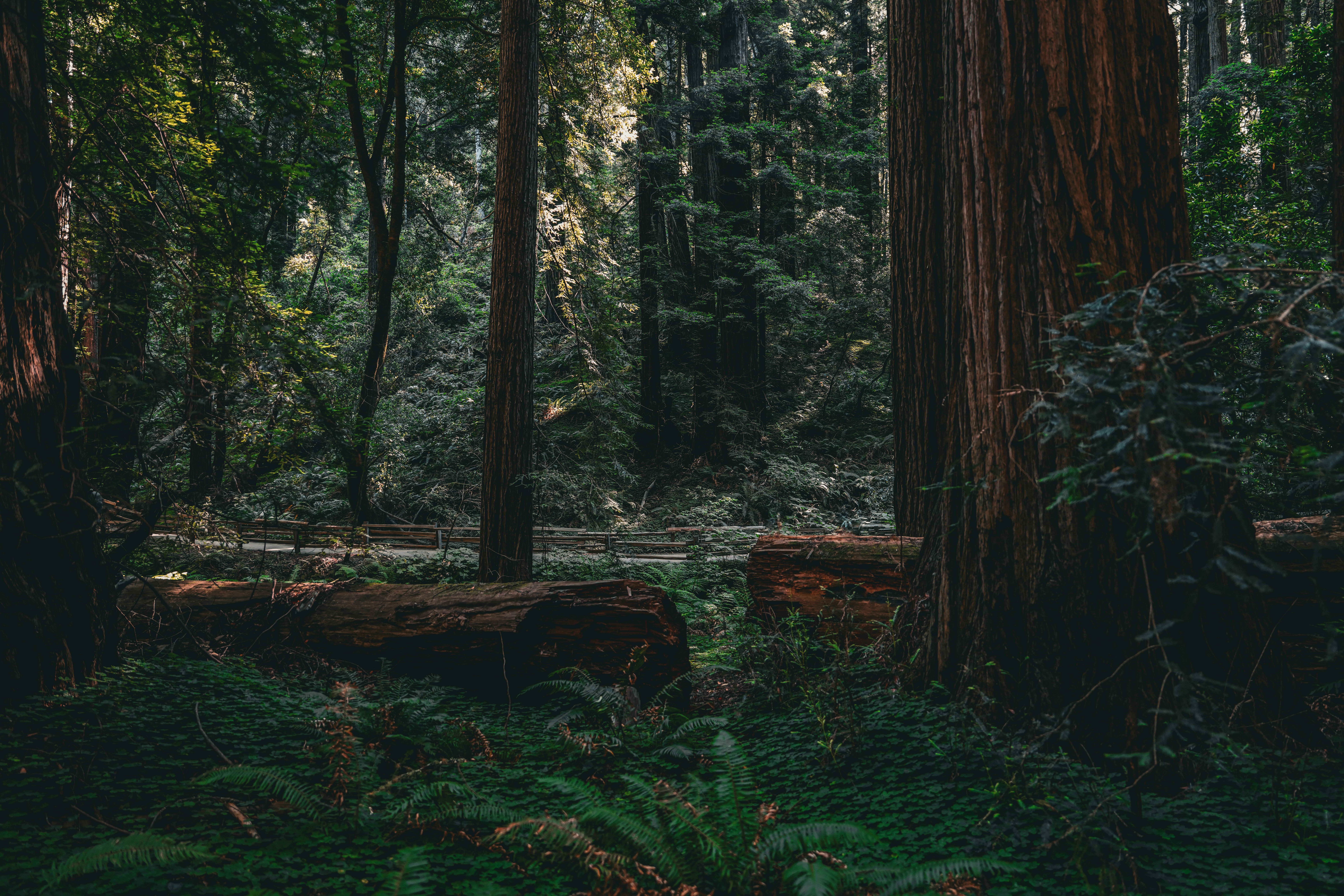 a forest filled with lots of tall trees
