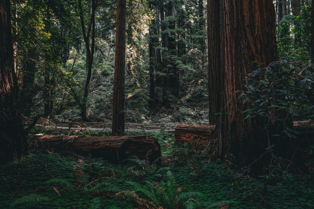 Una foresta piena di molti alberi ad alto fusto