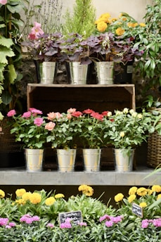 Several potted plants and flowers are arranged on a tiered display. The top row features silver pots with lush foliage in shades of purple, yellow, and green. The middle row showcases vibrant roses in shades of pink and orange. The lower level displays a bed of marigolds and dianthus, marked with display signs.
