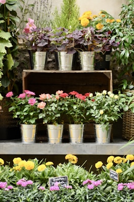 A beautifully arranged display of potted plants.