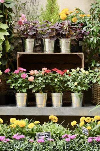 Several potted plants and flowers are arranged on a tiered display. The top row features silver pots with lush foliage in shades of purple, yellow, and green. The middle row showcases vibrant roses in shades of pink and orange. The lower level displays a bed of marigolds and dianthus, marked with display signs.